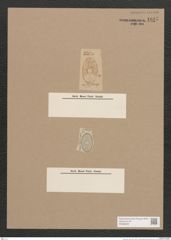 Navicula sp. (de-Toni-Nr.: Genus 1) Zeichnungen Sammlung Grunow Nr. 1645 (NHMW-BOT-W0368202)